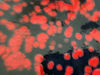Afbeeldingen van Schaal zwart met rode vlekken.  Handgemaakt.